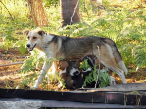 2X Mamma e Cuccioli