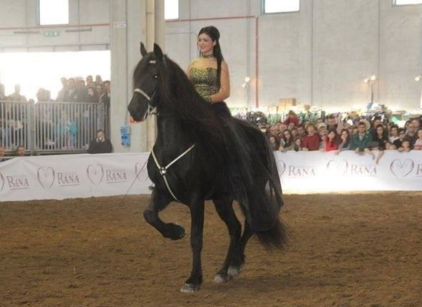 Daniela Santonocito una cavallerizza alla conquista della platea internazionale di Fieracavalli a Verona Verona di Daniela